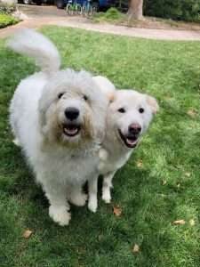 pups anxiously waiting for their kids. Keep them safe by learning Pet First Aid