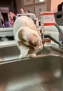 enjoying a fresh drink. a form of pet enrichment