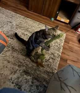 pet enrichment at its finest