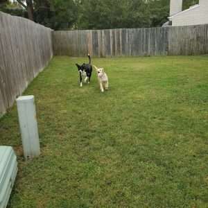 Two friends playing together. Pet enrichment
