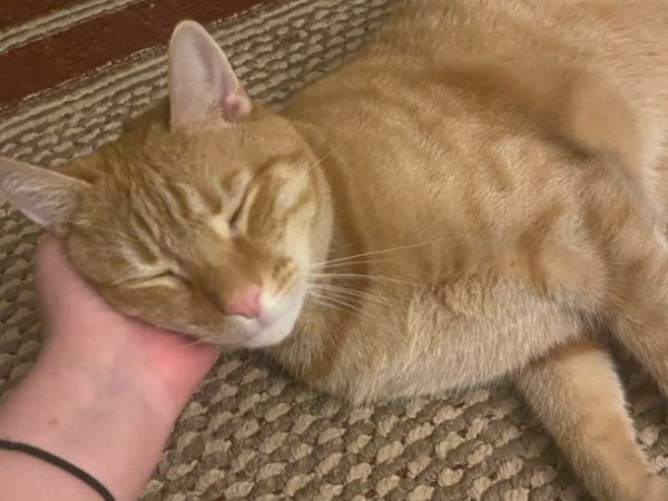 Stable Hands Pet Care Cat Care