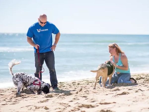 Stable Hands Pet Care Dog Walking