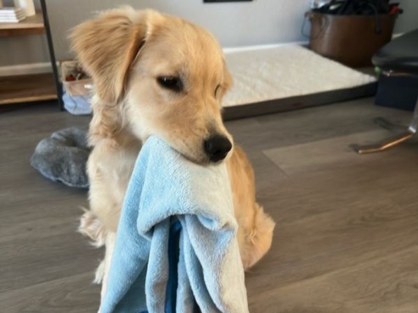 Stable Hands Pet Care - Vacation Pet Sitting